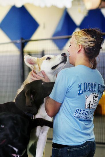 Lucky Dog 1